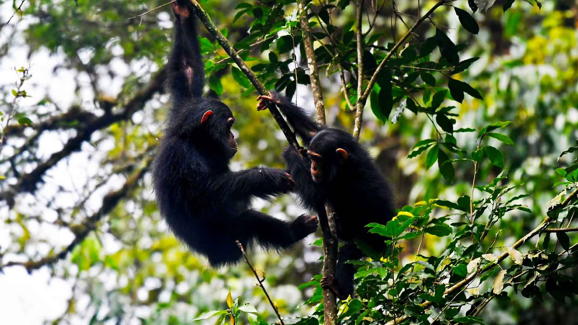 Nyungwe Forest National Park