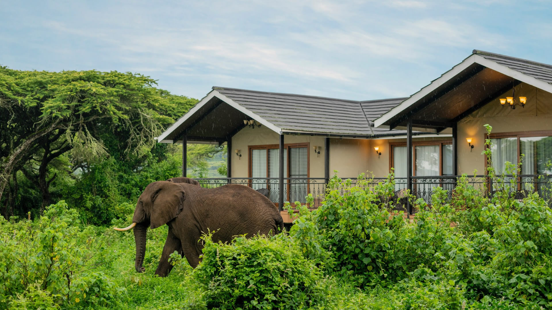Lion's Paw Ngorongoro