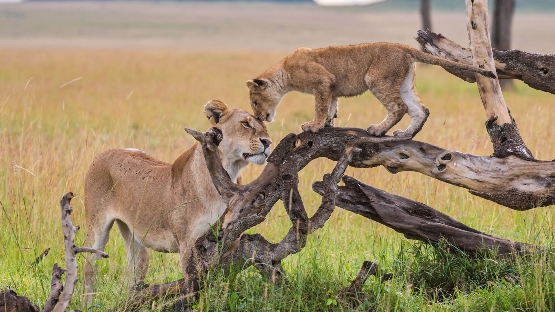 8 Days Luxurious Flying Wild Adventure